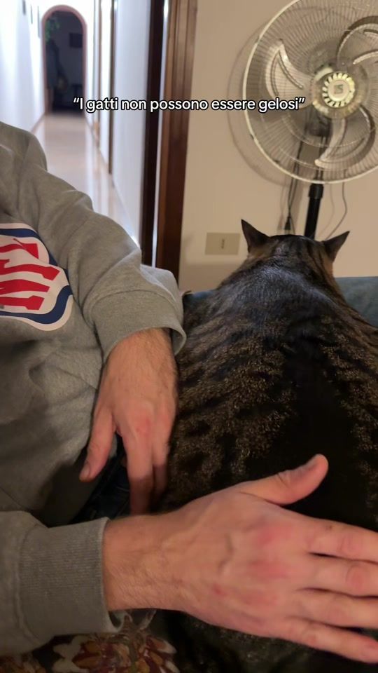 TikTok video thumbnail by muffinthecat2