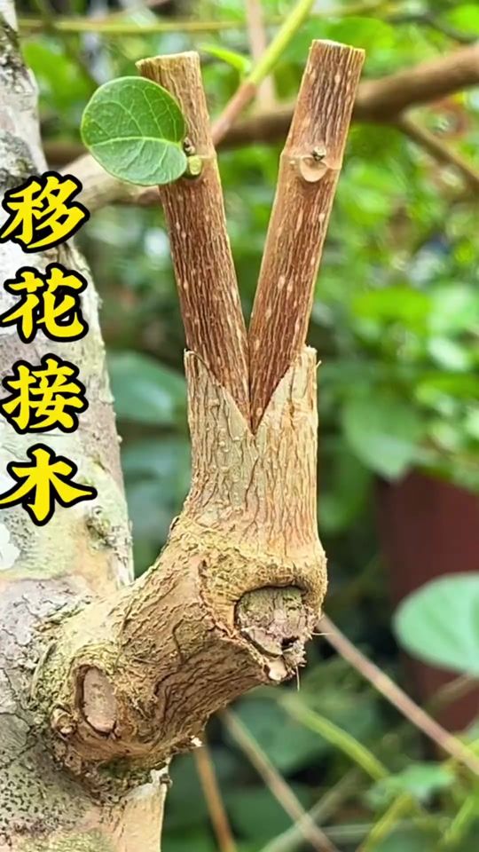 TikTok video thumbnail by garrick431