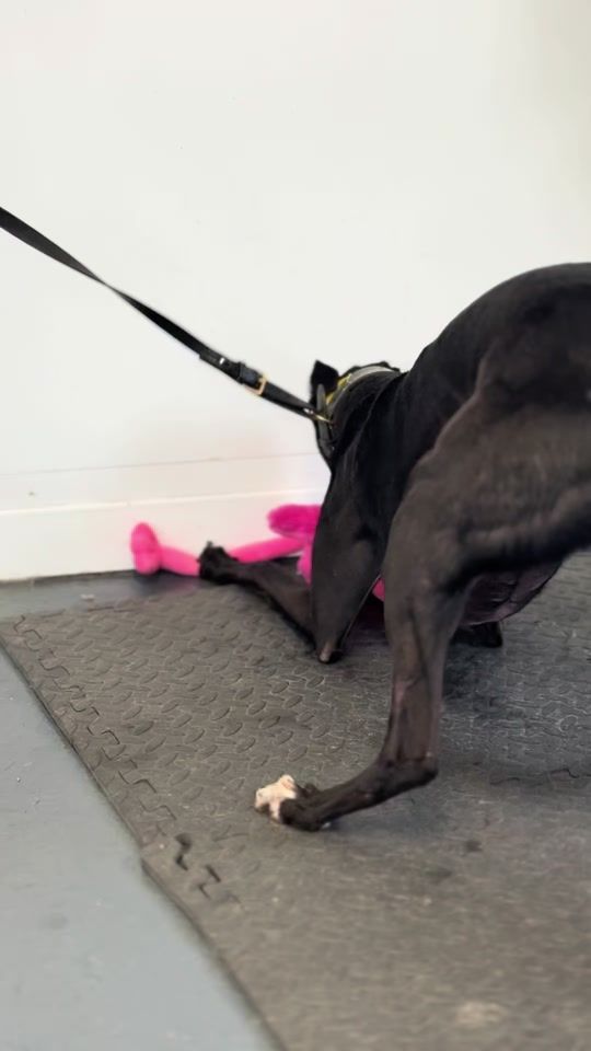 TikTok video thumbnail by riversidekennels