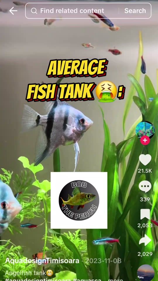 TikTok video thumbnail by bobtheperch