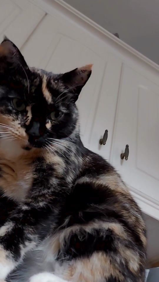 TikTok video thumbnail by lornasrock0