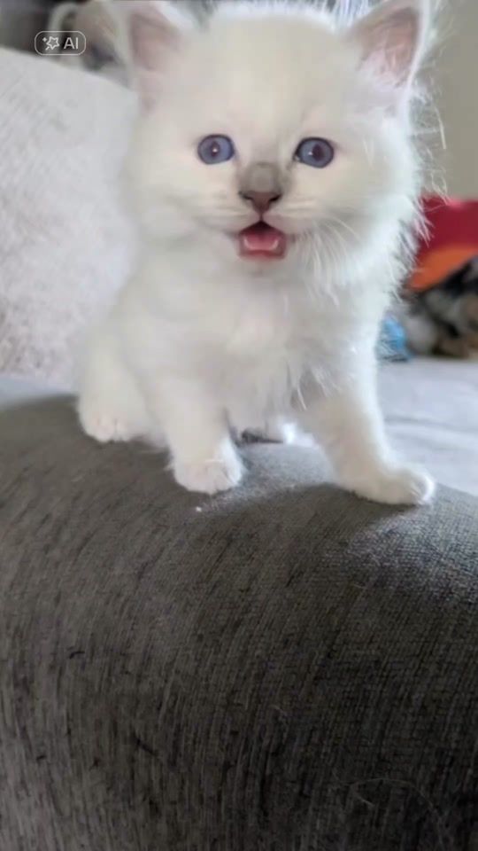 TikTok video thumbnail by katife27
