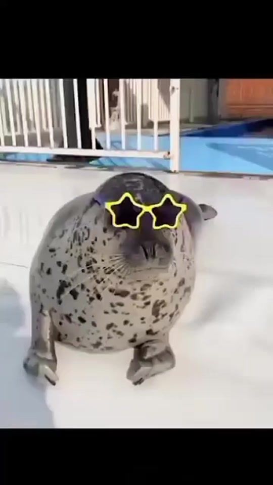 TikTok video thumbnail by justasealhere
