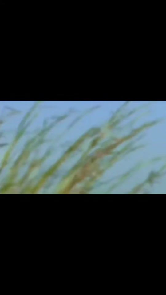 TikTok video thumbnail by habenb