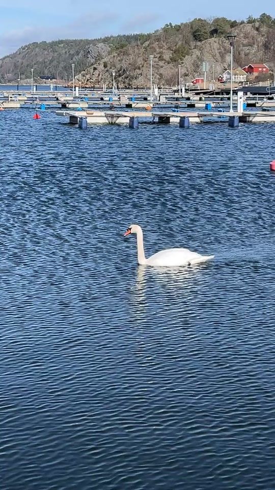 TikTok video thumbnail by arildamundsen