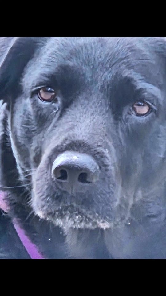 TikTok video thumbnail by lucyblacklabrador