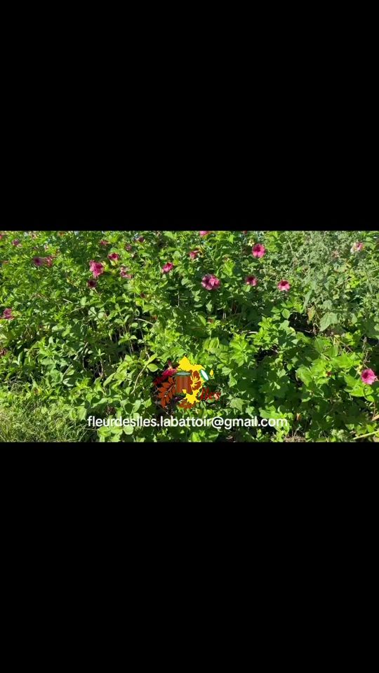 TikTok video thumbnail by fleur.des.iles.mayotte