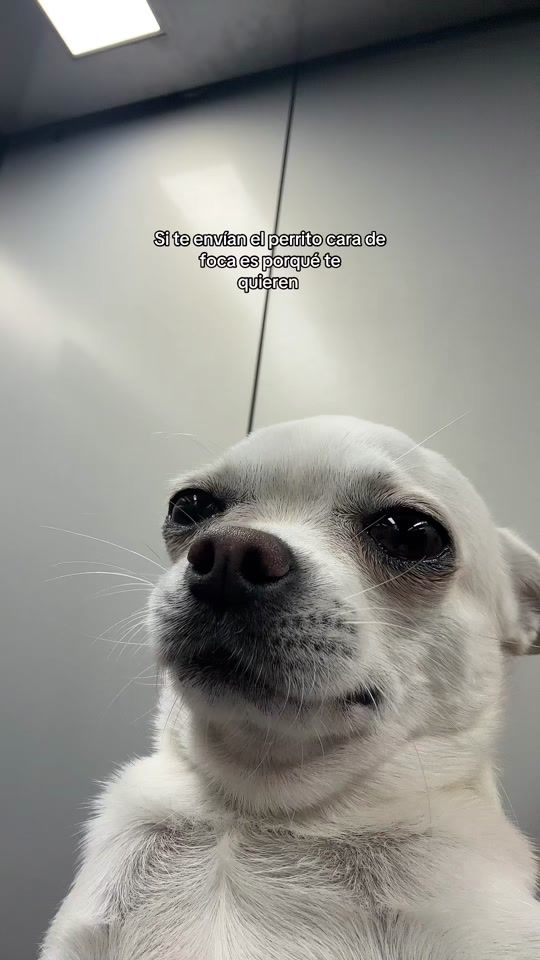 TikTok video thumbnail by stewie.ls