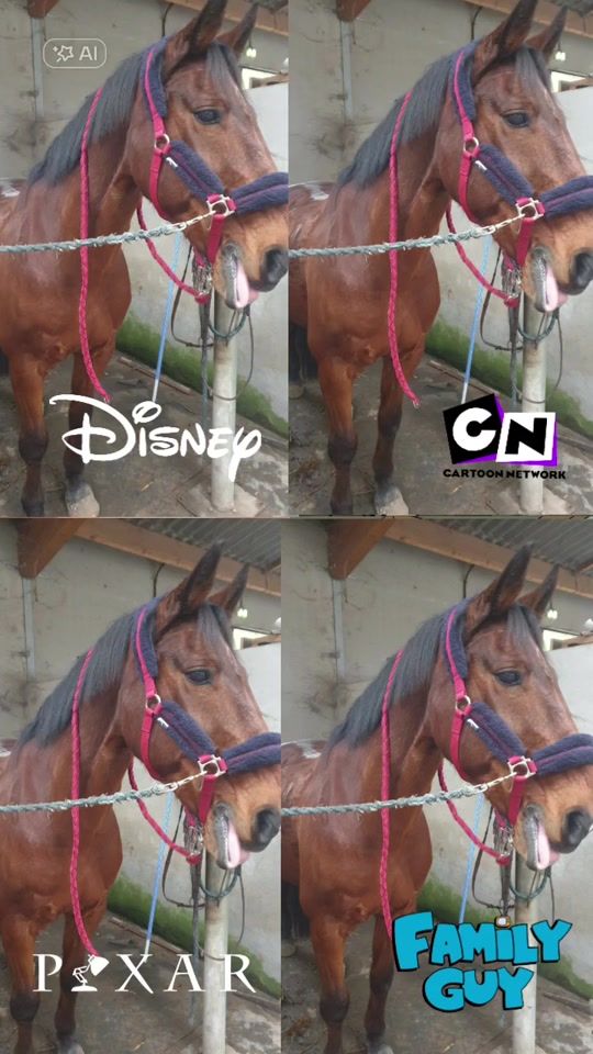 TikTok video thumbnail by cavaliergalop3