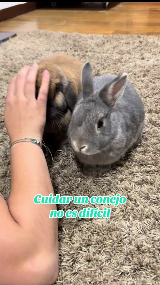 TikTok video thumbnail by sirayroko
