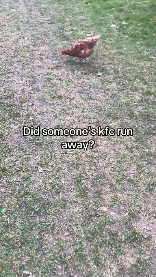 TikTok video thumbnail by niko_tiktok1