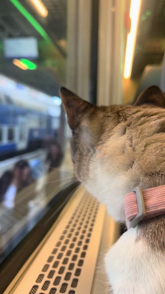 TikTok video thumbnail by pabli_littlecat