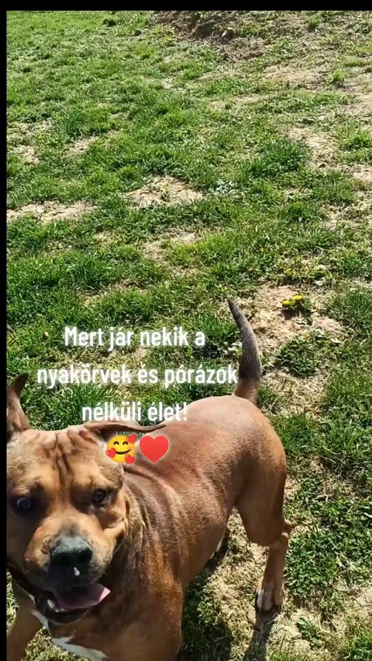 TikTok video thumbnail by kovacs.agnes_85