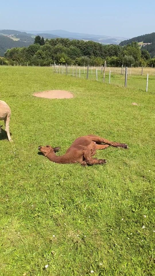 TikTok video thumbnail by alpaca_mba