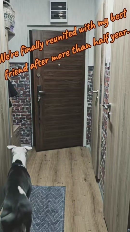 TikTok video thumbnail by borathebull