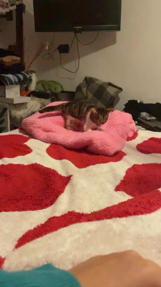 TikTok video thumbnail by canottiecosebelle
