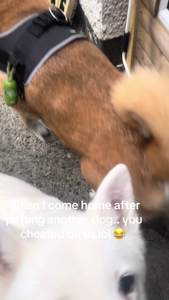 TikTok video thumbnail by josephinefitzgera2