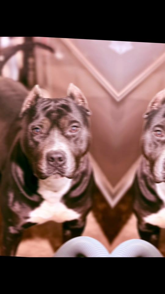 TikTok video thumbnail by kamile_devil