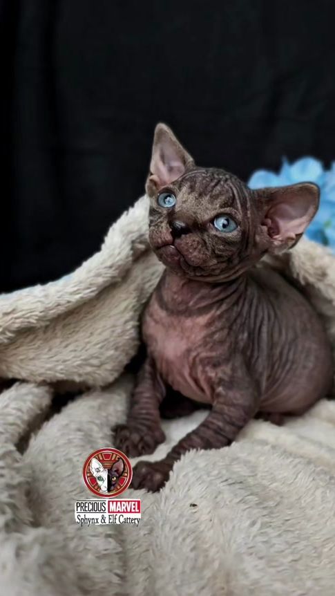 TikTok video thumbnail by preciousmarvelsphynx