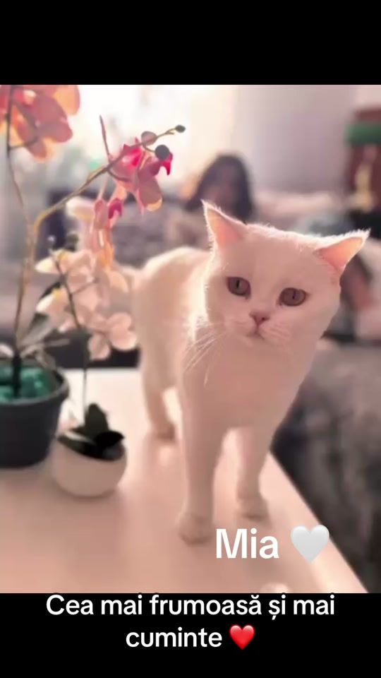 TikTok video thumbnail by madalina0587