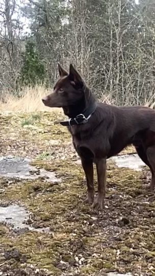 TikTok video thumbnail by kelpie.rex