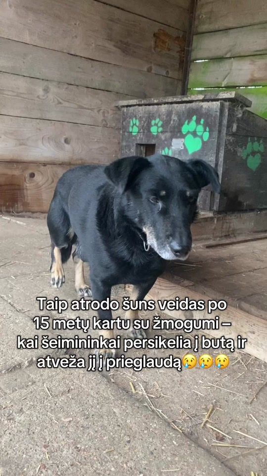 TikTok video thumbnail by siauliu.letenele