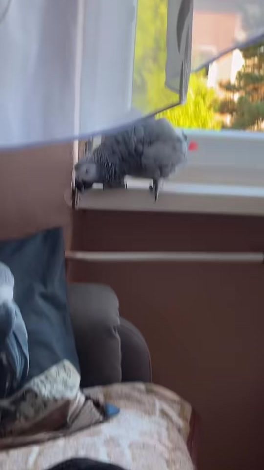 TikTok video thumbnail by zako.miku