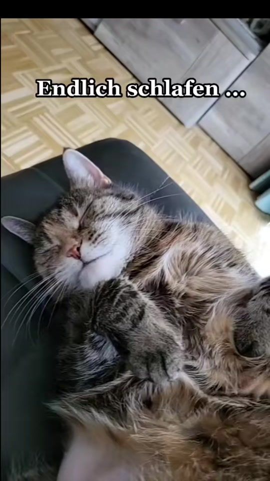 TikTok video thumbnail by astridundmia