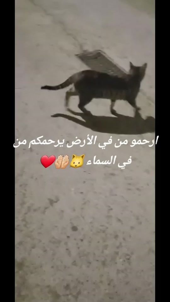 TikTok video thumbnail by kouki3571