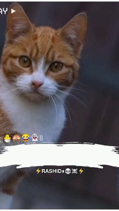 TikTok video thumbnail by bilal_gemar1
