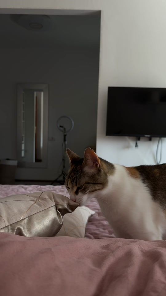 TikTok video thumbnail by iingrid.cc