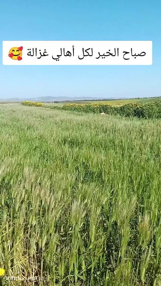 TikTok video thumbnail by ghazelaikbariya