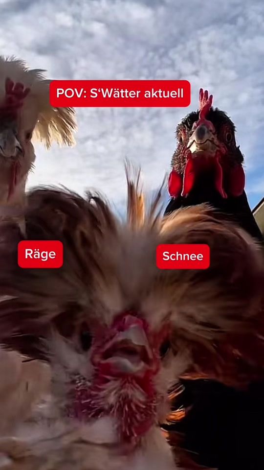 TikTok video thumbnail by gonser.ch