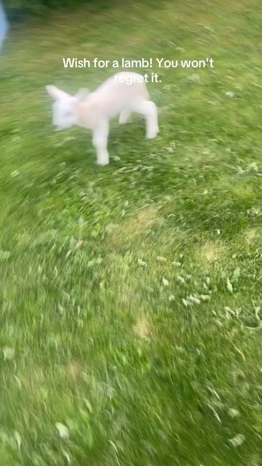 TikTok video thumbnail by leah_sandnes