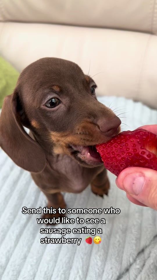 TikTok video thumbnail by 3sausages1lab