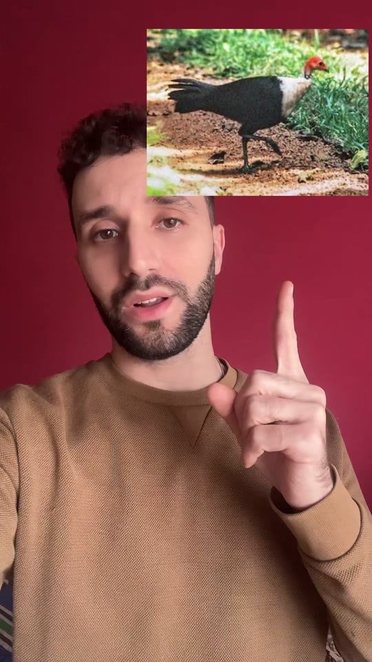 TikTok video thumbnail by languefusion