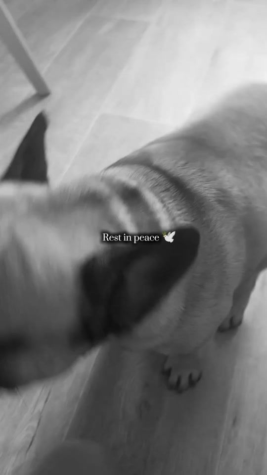 TikTok video thumbnail by monciis78