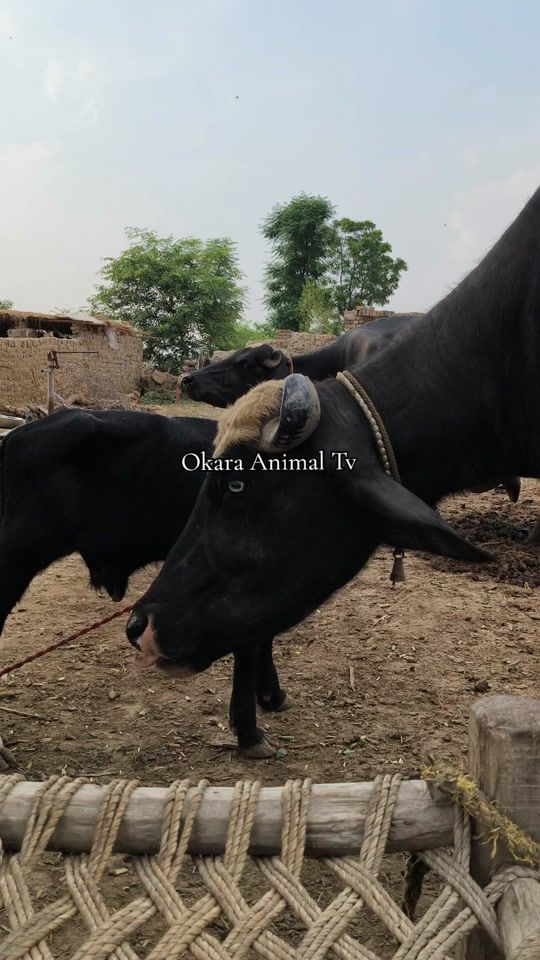 TikTok video thumbnail by okaraanimaltv