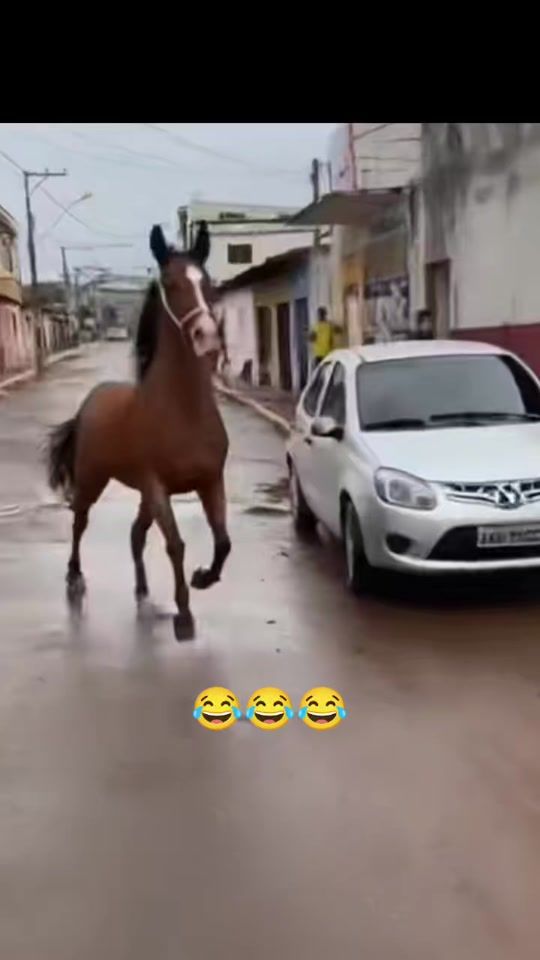 TikTok video thumbnail by horses.women