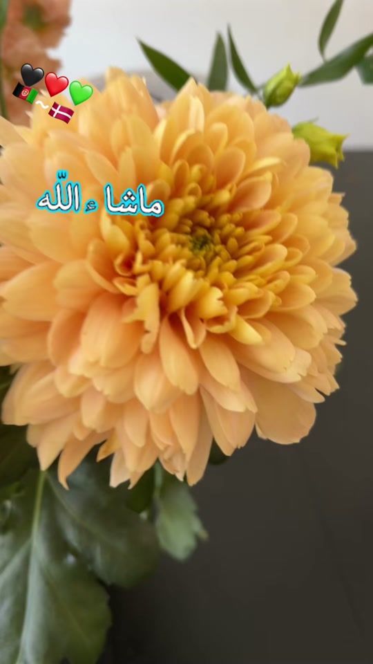 TikTok video thumbnail by zuhra.s.n