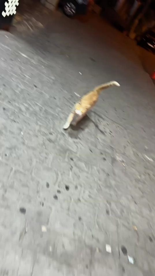 TikTok video thumbnail by dogmentality.fr