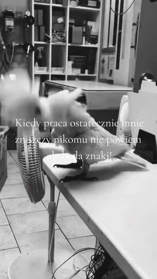 TikTok video thumbnail by andrzejjk