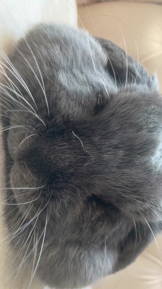 TikTok video thumbnail by emmabunny05
