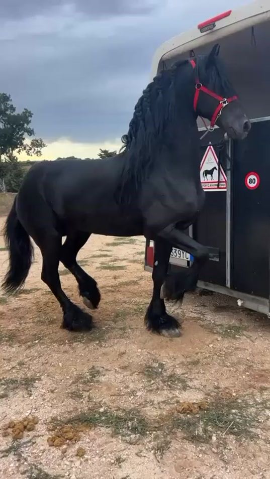 TikTok video thumbnail by erasmocolucc