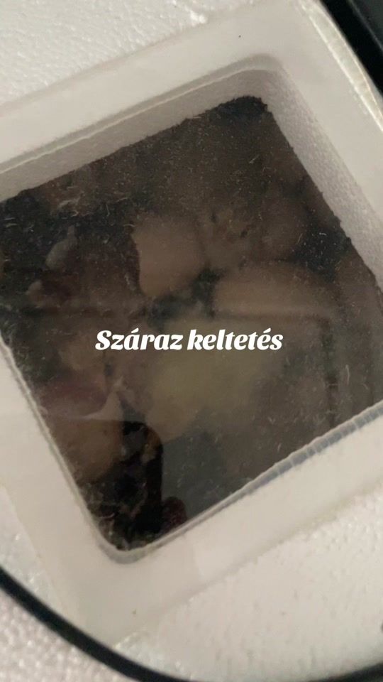 TikTok video thumbnail by zolika22