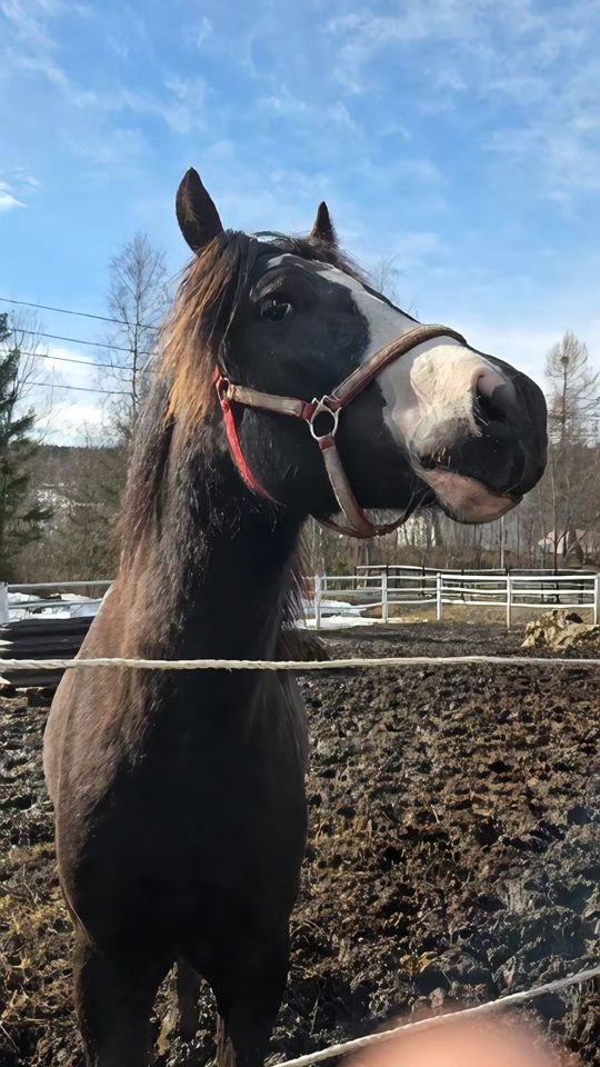 TikTok video thumbnail by sivbp