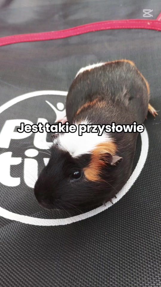 TikTok video thumbnail by natiska1233