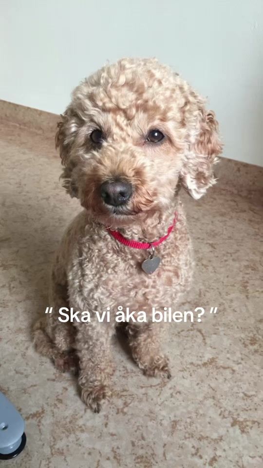 TikTok video thumbnail by fiddelinasstrom