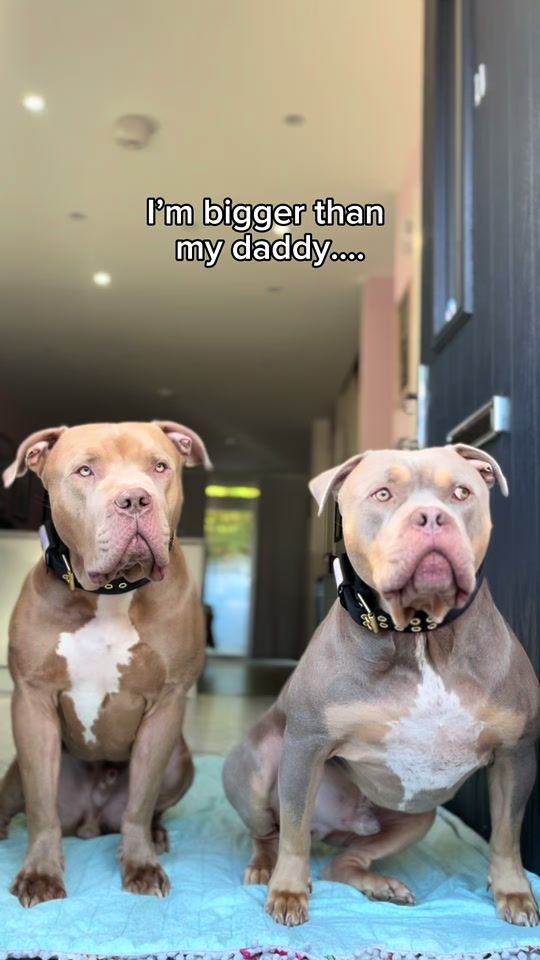 TikTok video thumbnail by justgunnerstunner