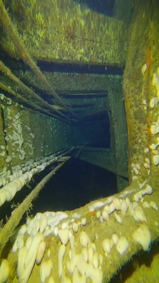 TikTok video thumbnail by pineapplediveclub